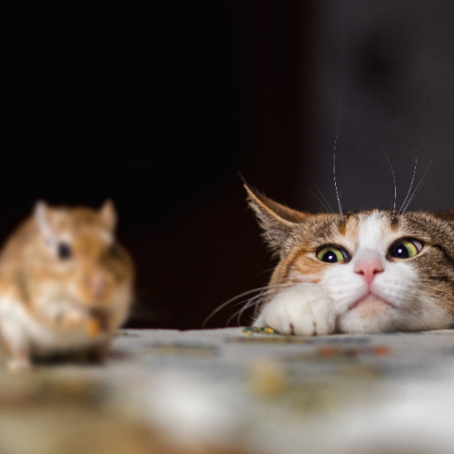 Do Cats Eat Mice Understanding The Natural Hunting Instincts Of Cats do-cats-eat-mice-understanding-the-natural-hunting-instincts-of-cats