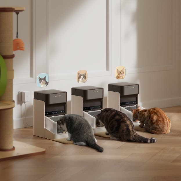 4 Essential Cat Feeding Tips for MultiPet Families PETLIBRO