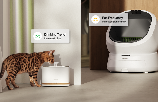 Back to Routine: Smarter Pet Care for Busy Days