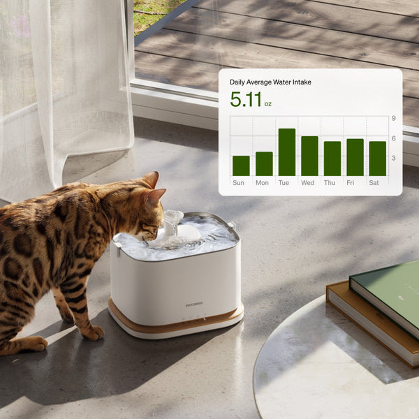 Complete Guide to Cat Wellness Monitoring at Home