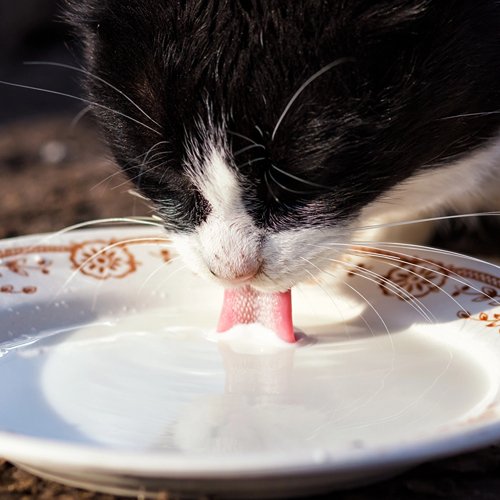 Can Cats Drink Milk Can cats drink milk