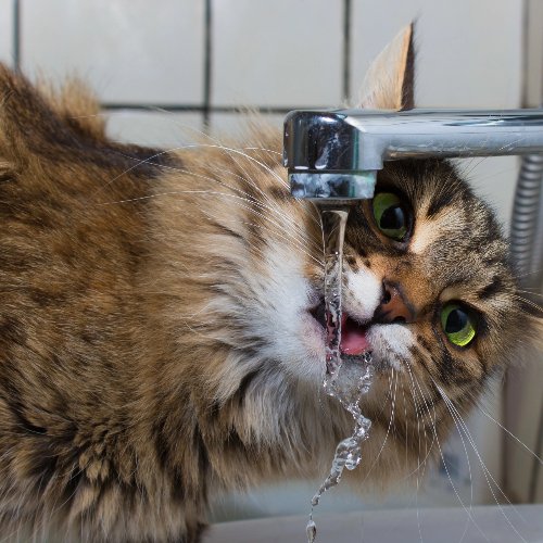 decoding-cat-thirst-understanding-why-your-cat-is-drinking-so-much-wa