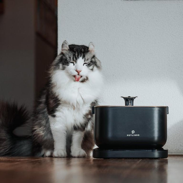 Do Cat Fountains Use Lots Of Electricity? Operating Cost Breakdown