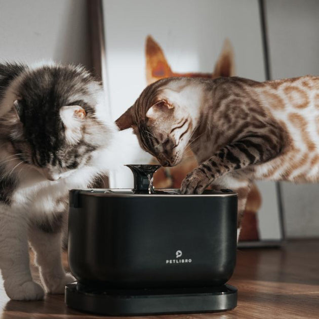 For Your Feline s Health How Often to Wash a Cat s Water Bowl