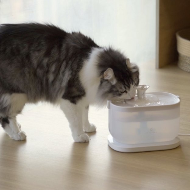 Hydration on Demand Exploring the Benefits of a Pet Water Fountain