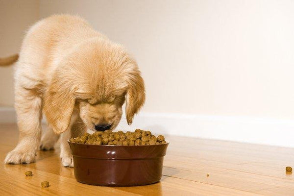 PUPPY FEEDING TIPS - PETLIBRO