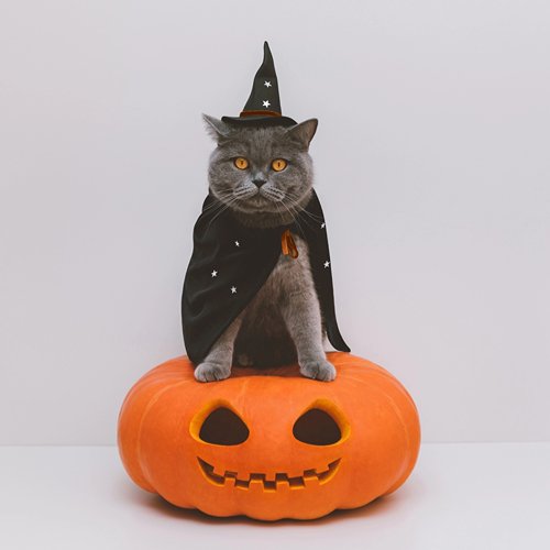 Tricks and Treats Enrichment Activities for Cats this Halloween PETLIBRO