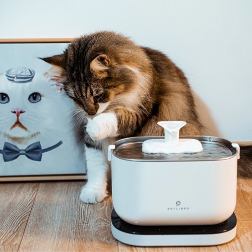 Cat Keeps Spilling Water Bowl Video Why Cats Spill Water From