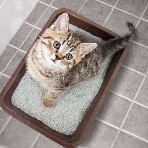 Why is My Cat Pooping on the Floor? PETLIBRO