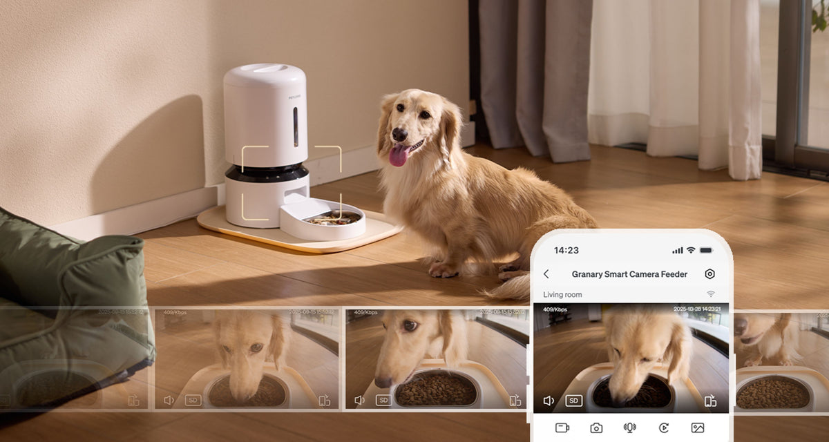 Petlibro white automatic smart pet feeder with camera and app control beside a golden retriever in a living room setting