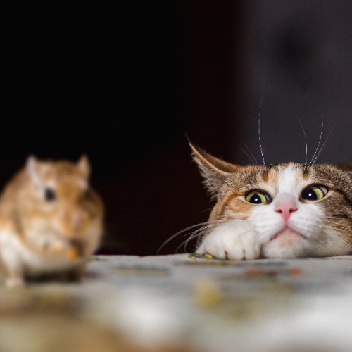 Do Cats Eat Mice? Understanding the Natural Hunting Instincts of Cats