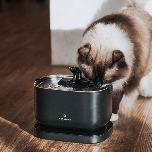 5 Effective Ways to Stop Your Cat from Putting Paws in Water - PETLIBRO