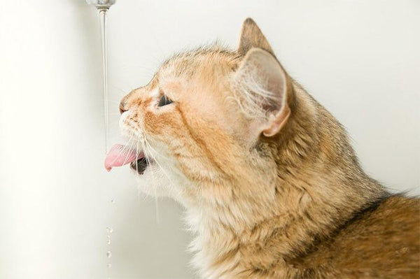 5 WAYS TO MAKE CATS FALL IN LOVE WITH DRINKING WATER