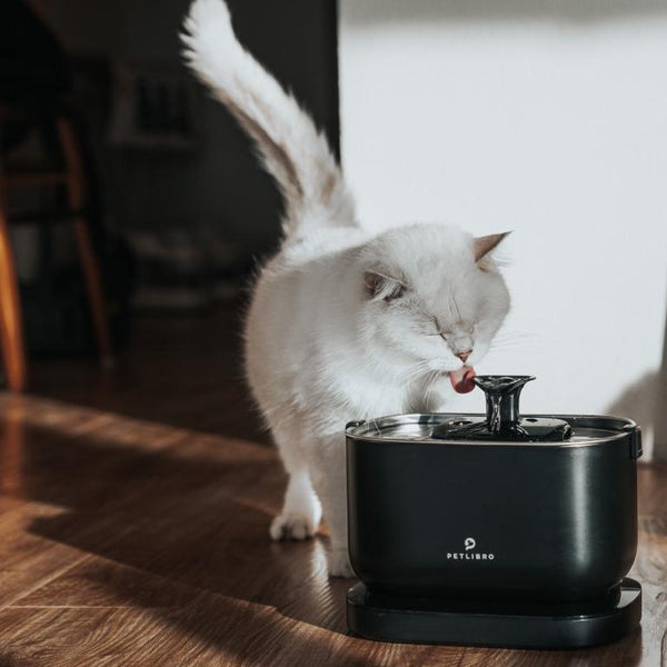 Leaving Your Cat Alone: How Automatic Feeder and Water Fountain Help