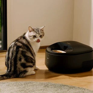 Why Is My Cat Eating Less During a Heat Wave? 5 Summer Reasons