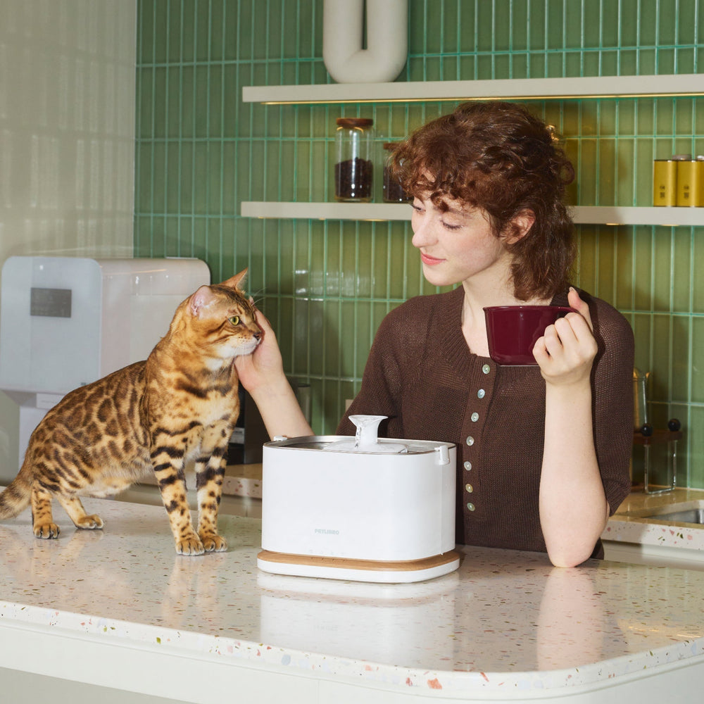 Why Hydration Matters for Cats