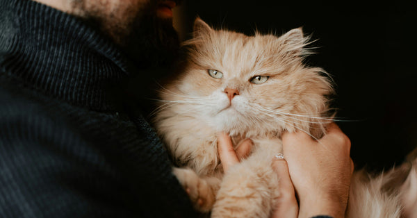 An Update From York Wu, Petlibro Founder and CEO