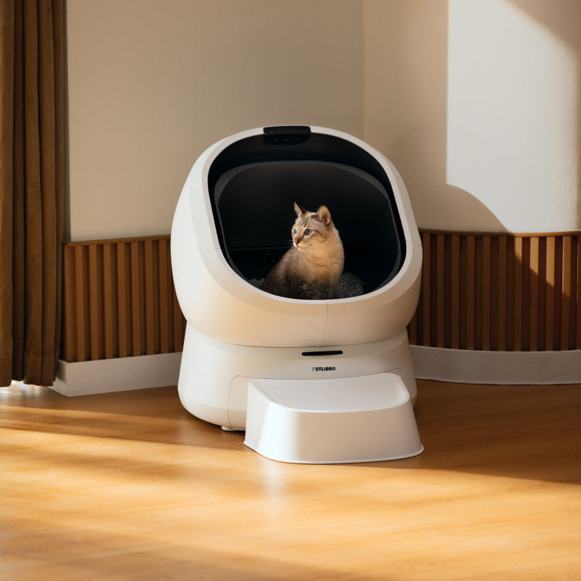 Urination Patterns: What Your Cat's Litter Box Tells You