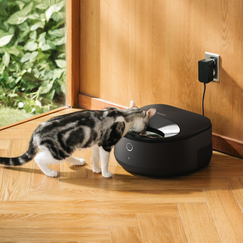 Wet Food & Hydration: How Smart Feeding Reinforces Wellness