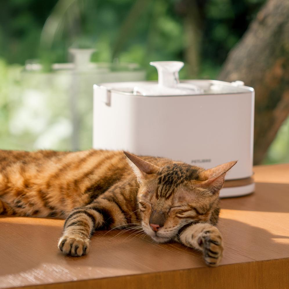 Do you know if your cat is drinking enough water?