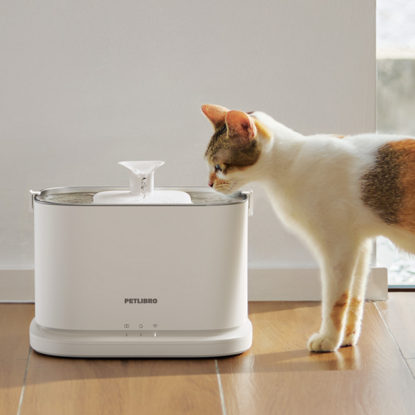 How Much Water Should a Cat Drink in Hot Weather? A Summer Hydration Guide A Simple Hydration Guide