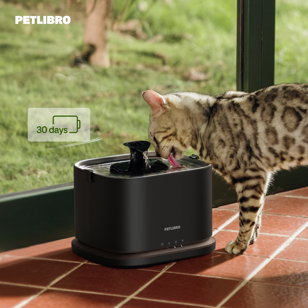 Why pet parents are upgrading from water bowls this summer