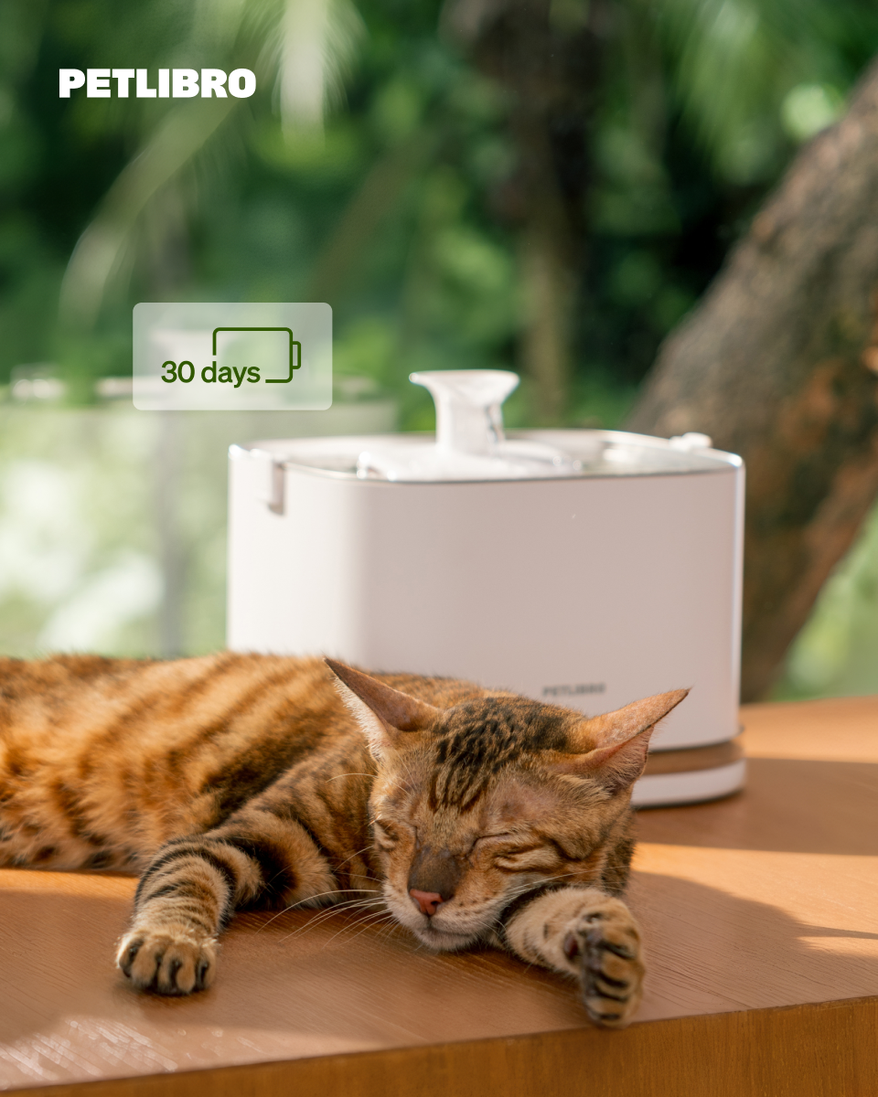 Do you know if your cat is drinking enough water?