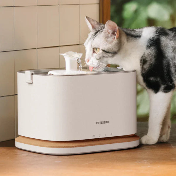 How to Keep Cats Hydrated During a Heat Wave: 7 Questions Every Pet Parent Should Ask
