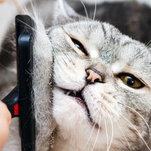 A Guide to ShortHaired Cat Grooming PETLIBRO