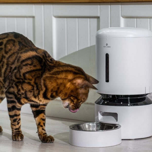 Automatic Pet Feeders: The Ultimate Guide to Portion Control for Pet Health