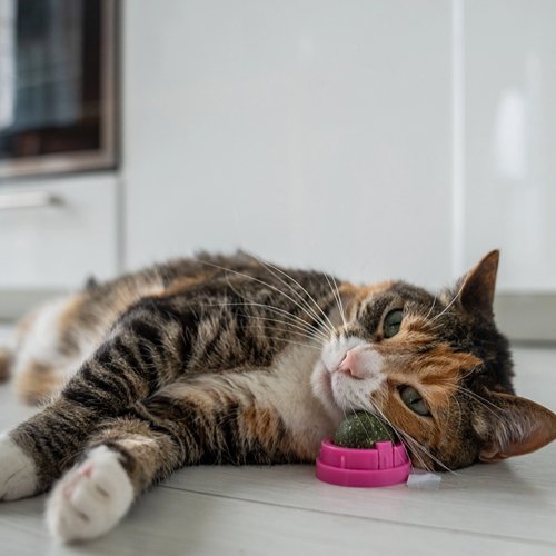 Catnip Water: What You Need to Know