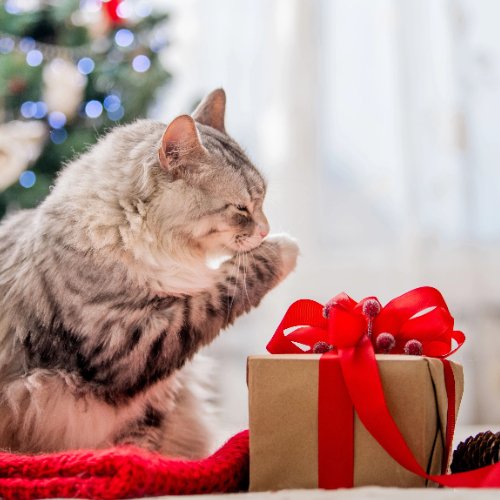 Celebrating a Joyful Christmas with Your Beloved Pet
