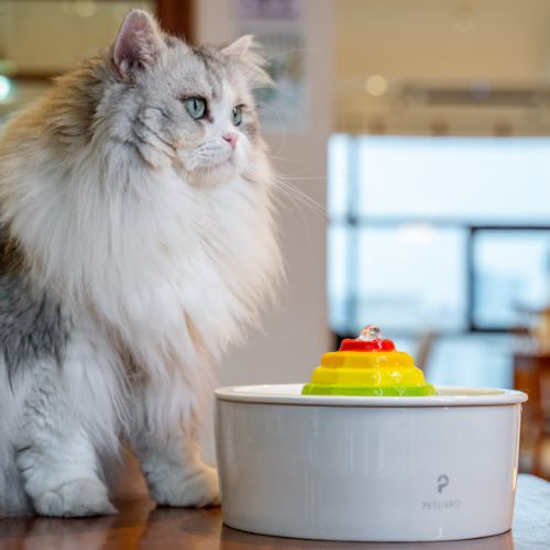 Ceramic vs. Stainless Steel Cat Fountains: Which Material Reigns Supreme?