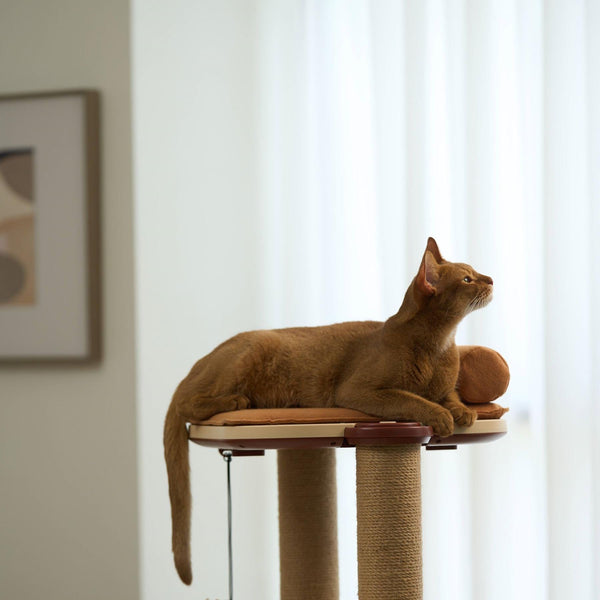 Choosing the Perfect Cat Tree: Factors to Consider and Options Available