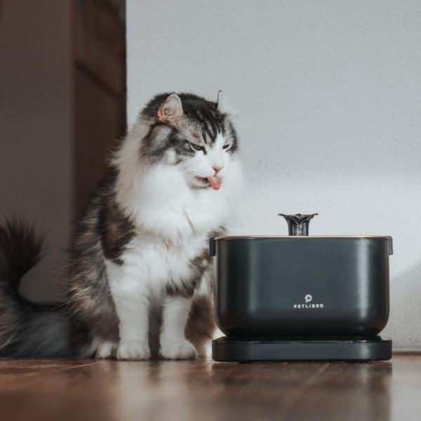 Clear Water, Clear Conscience: How Often to Replace Your Cat Fountain Filter?