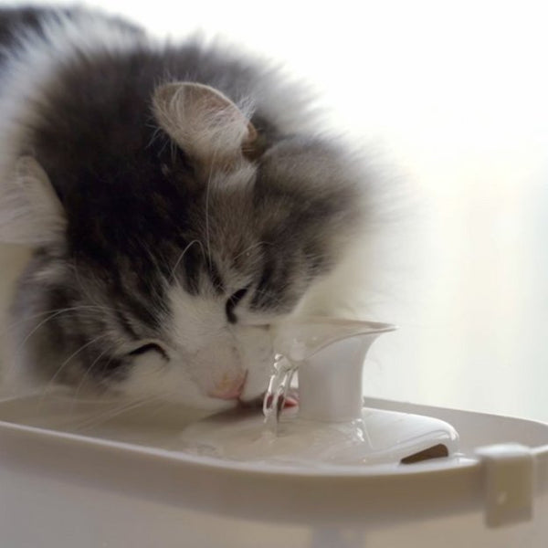 H2-Oh! Water Bowls vs Drinking Fountains: Cat Hydration Battle!