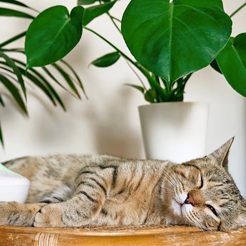 Helping Your Cat Adjust to a New Environment and Other Pets