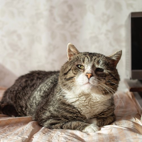 How Long Do Cats Live?Affecting Feline Lifespan and Tips for Prolonging Their Lives