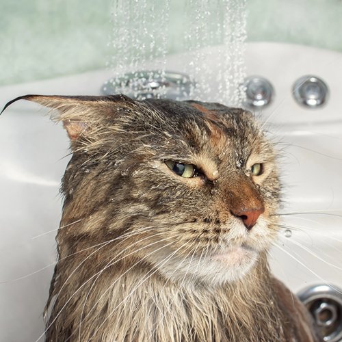 How to Bathe Your Cat A StepbyStep Guide PETLIBRO