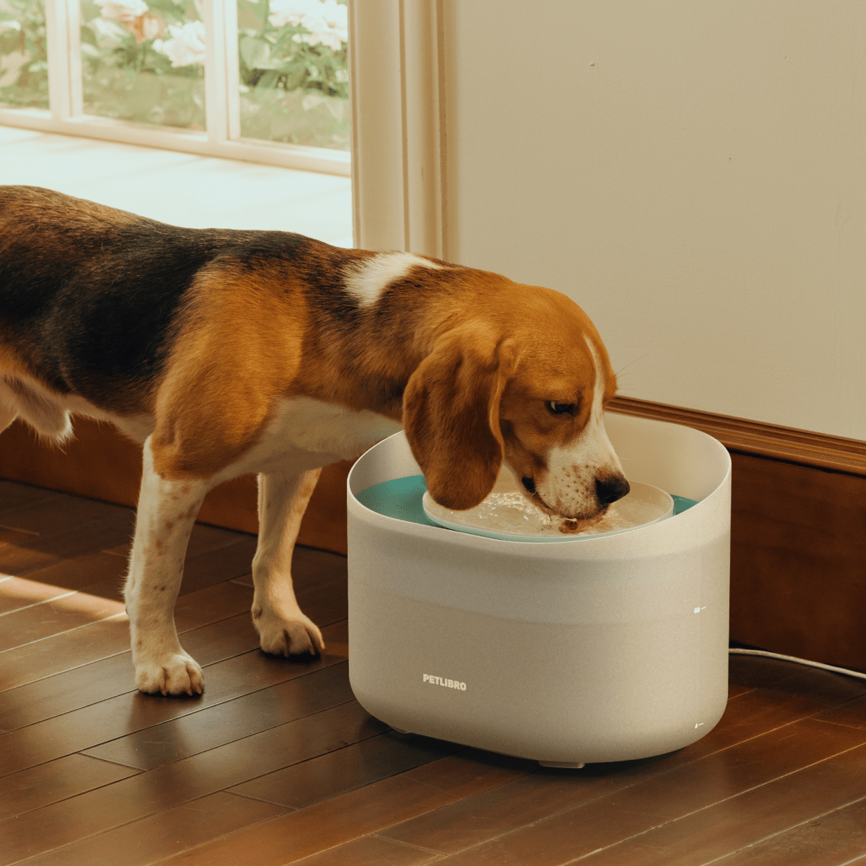 How to house your dog while you're away on vacation？ - PETLIBRO