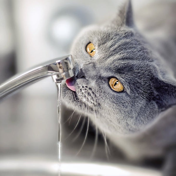 Is My Cat Drinking Enough Water?