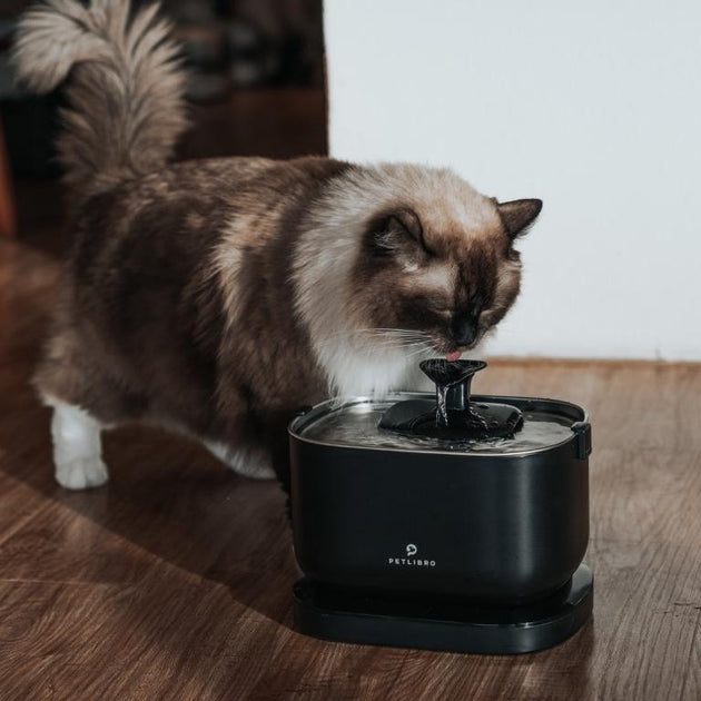 Keeping Senior Cats Hydrated A Complete Guide! PETLIBRO