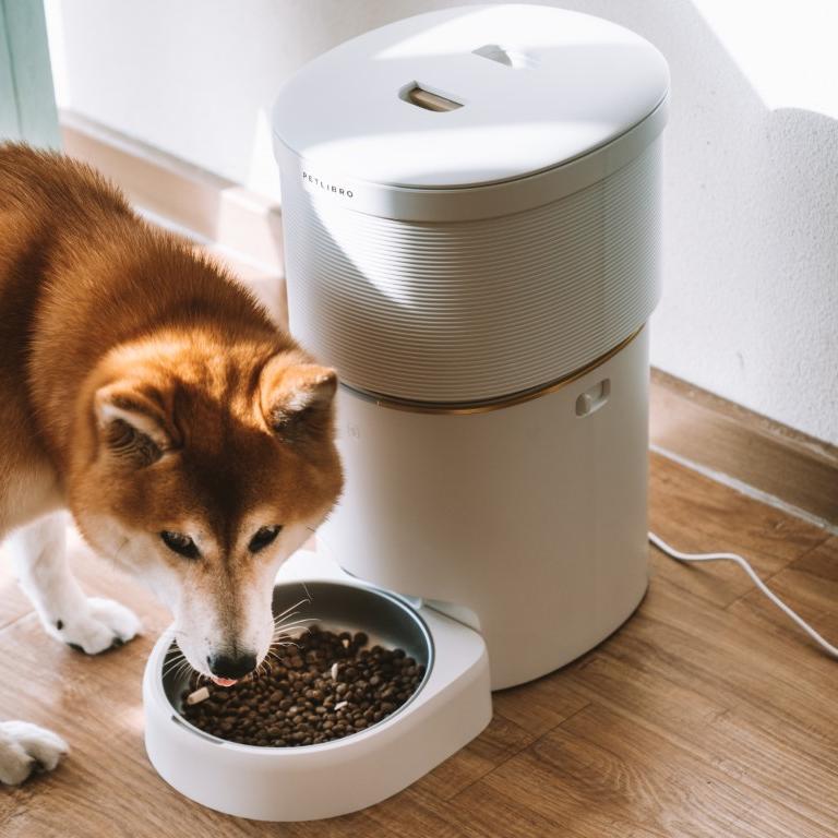 Preventing Overeating and Obesity in Pets: How an Automatic Feeder Can Help - PETLIBRO
