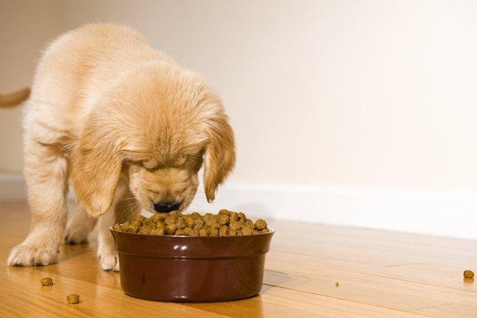 Feeding Adult Dogs - DogTime