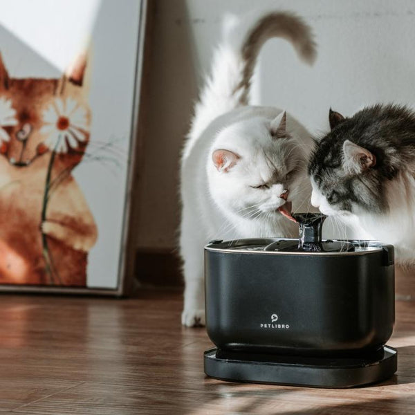 Revolutionize Cat Care: Pair Automatic Feeders & Water Fountains For Healthier Cats