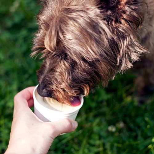 Safety Tips for Your Dog’s Drinking Water