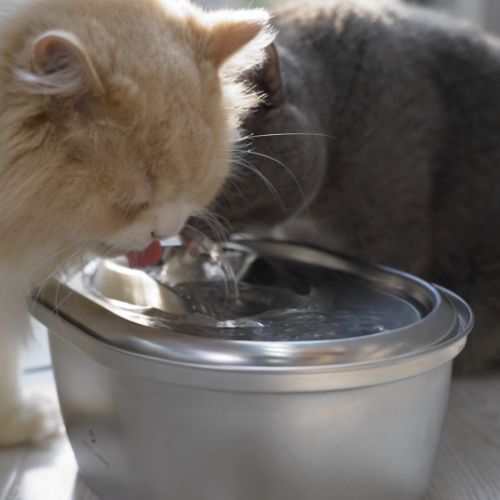 Seasonal Cat Drinking Recipes: A Fun Way to Keep Your Feline Friend Hydrated