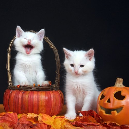 Spooktacular Feasts: Halloween Treats for Your Feline Friend