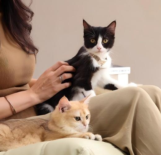 Tips for Living in a Multi-Cat Household: A Guide to a Happy Feline Family - PETLIBRO