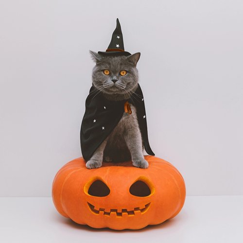Tricks and Treats: Enrichment Activities for Cats this Halloween